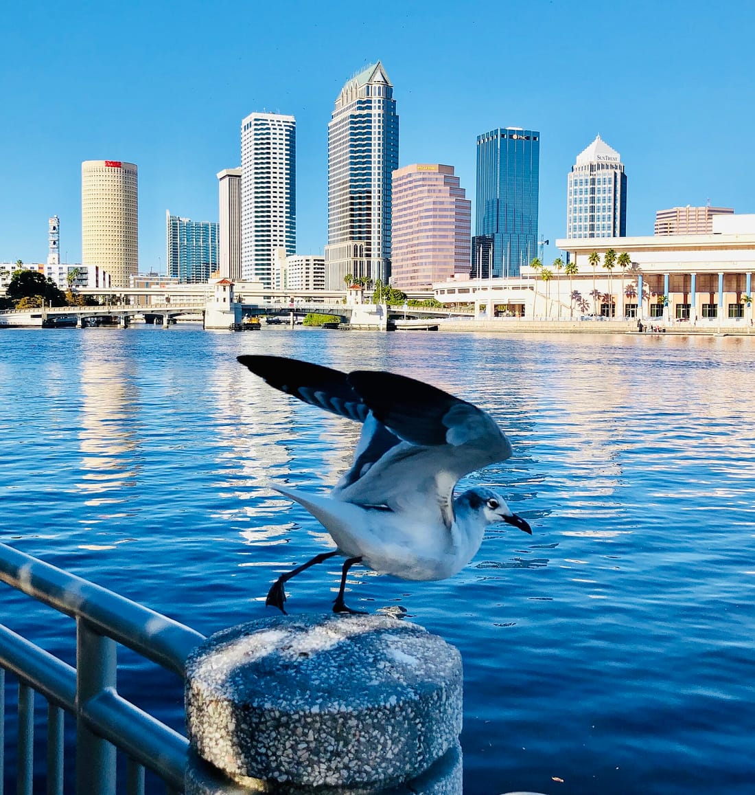 Downtown Tampa skyline across the water on a sunny day, with a seagull taking off from the waterfront railing