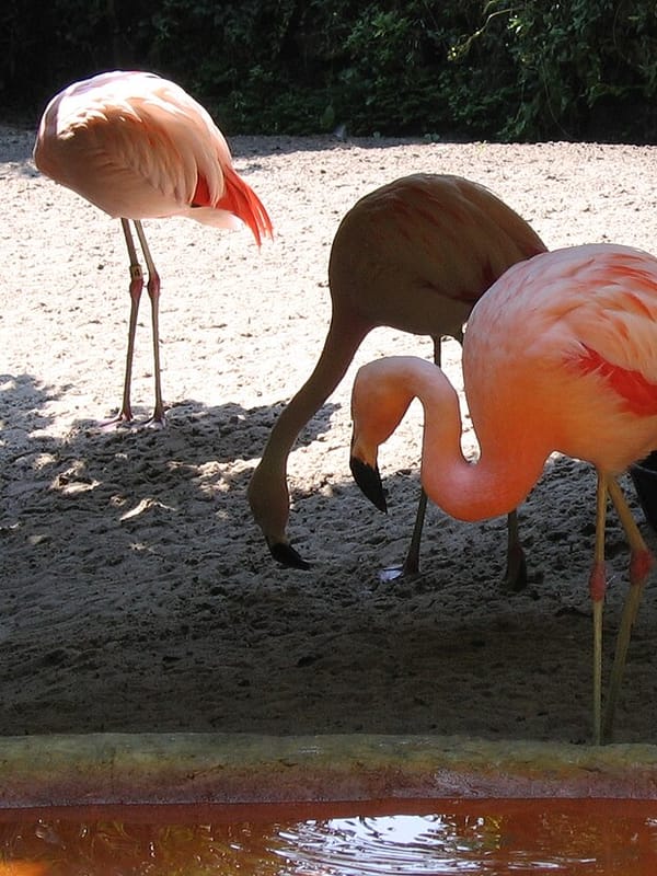 Flamingos at Sunken Gardens in St. Petersburg